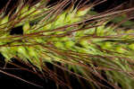 Rough barnyardgrass